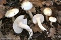 Hygrophorus cossus
